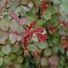 Winnipeg Parks Rose #5 - Image 3